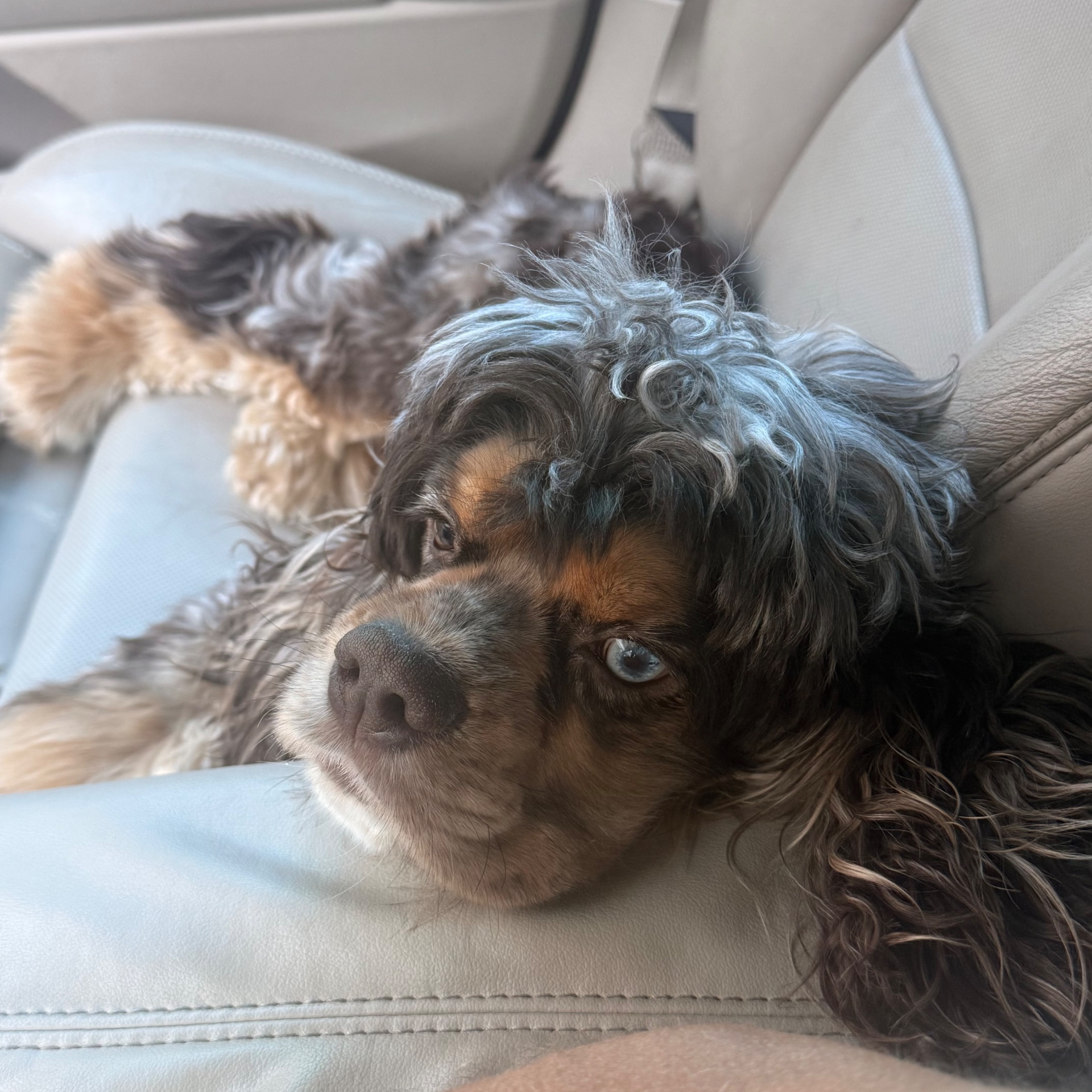 Sir Jasper relaxing in the car with blue eye visible
