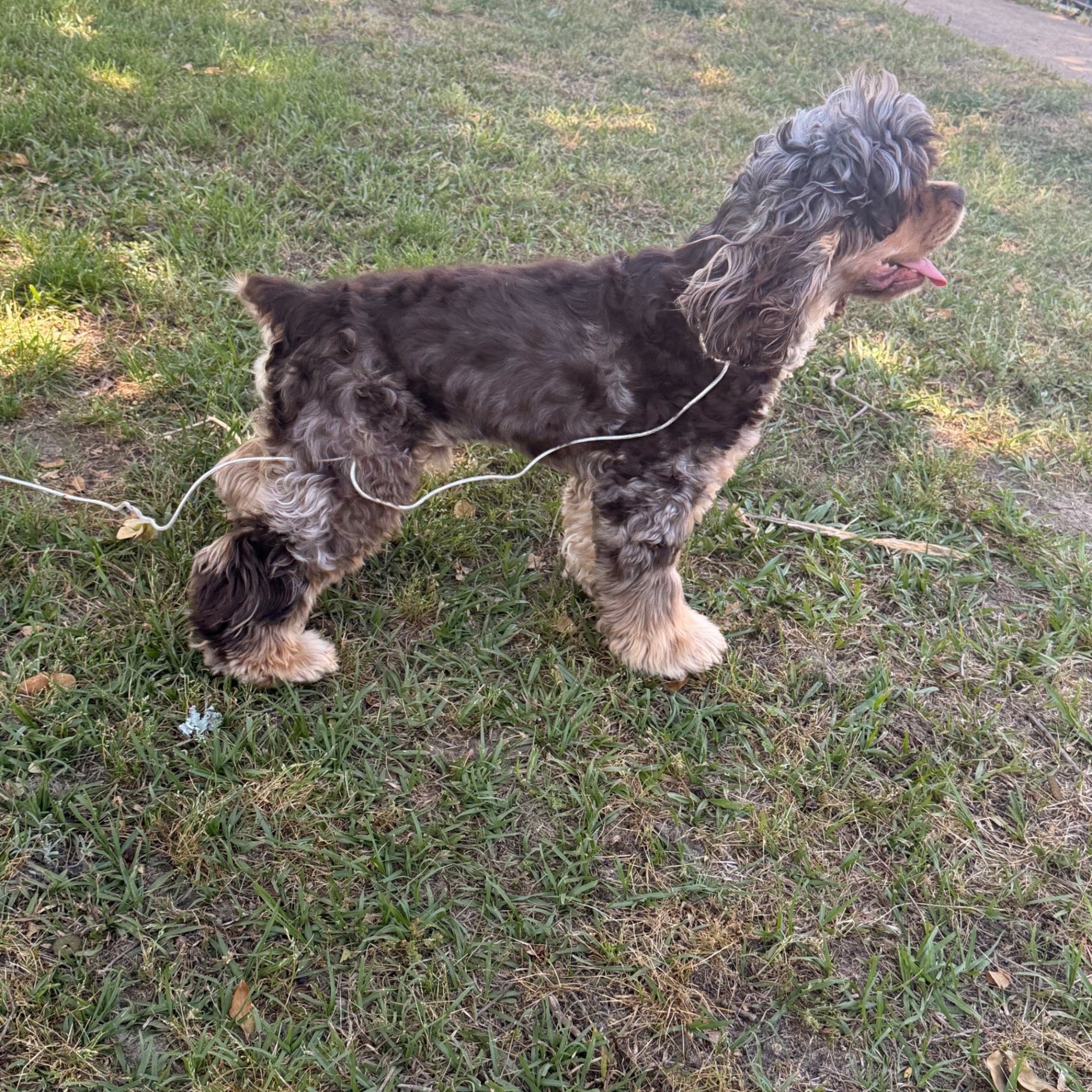 Sir Jasper standing in the yard