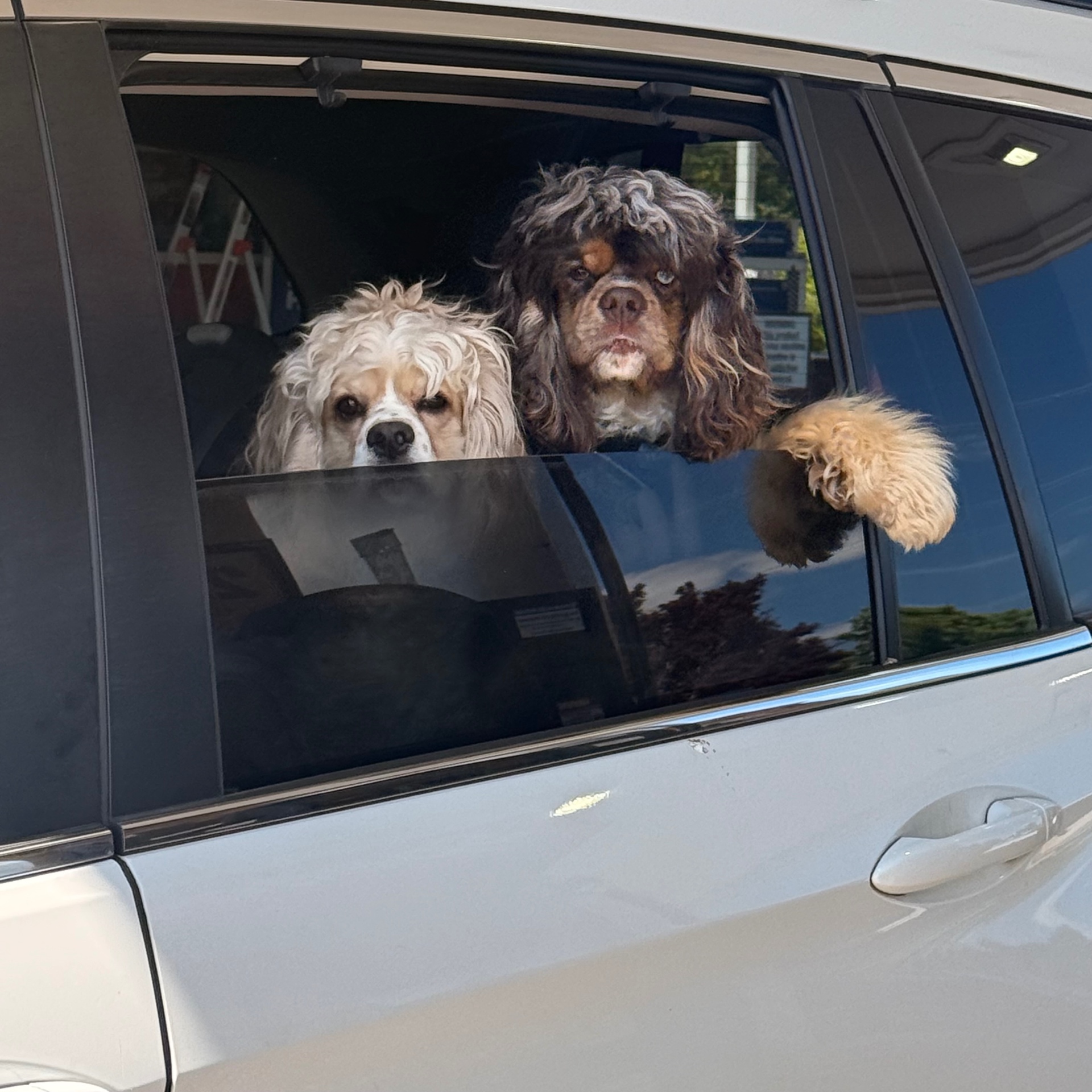 Two Cocker Spaniels peeking from a car window