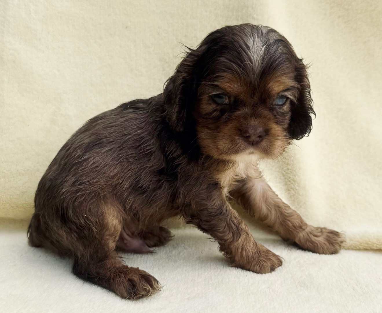 Chocolate Cocker Spaniel puppy portrait