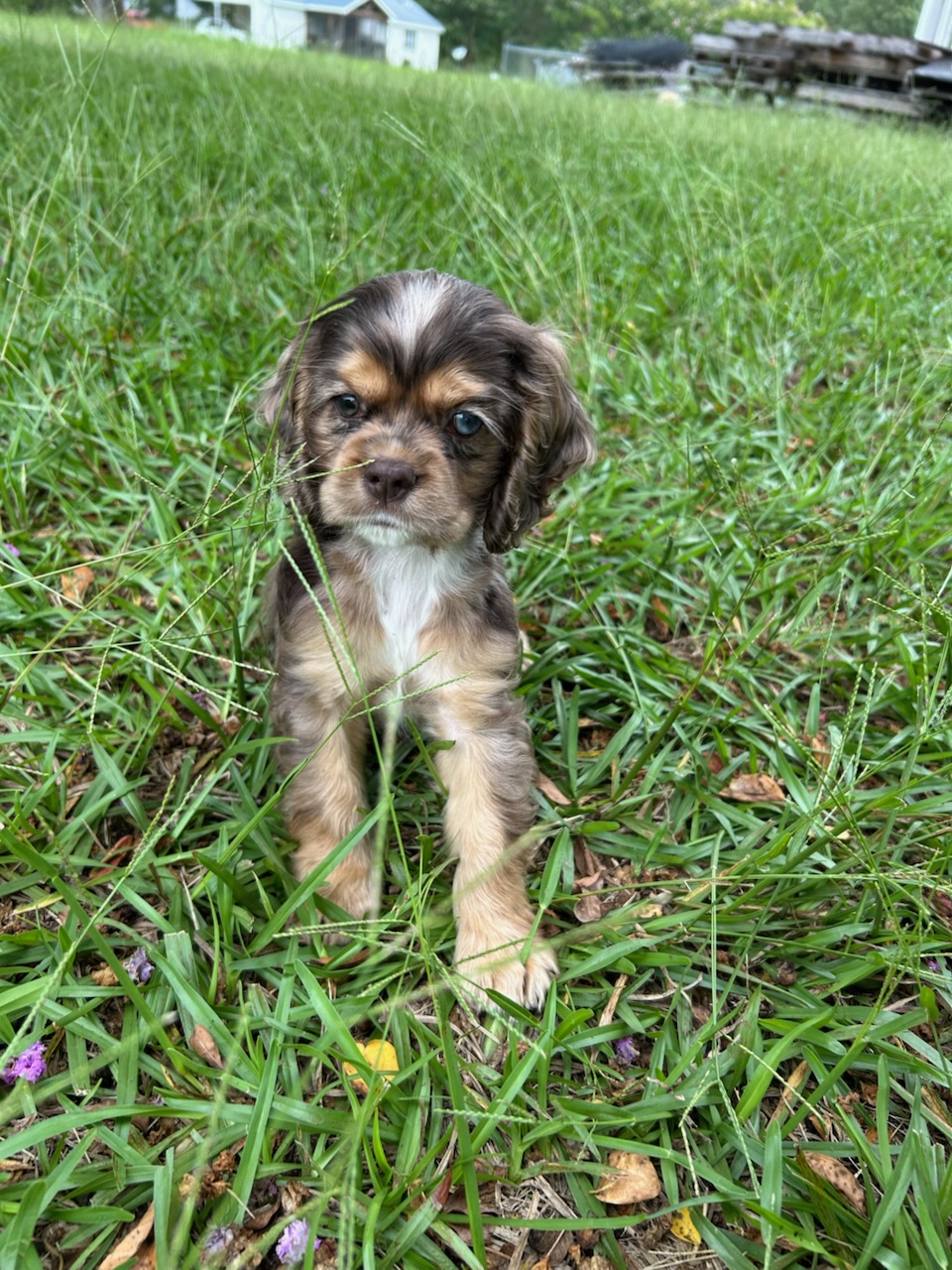Chocolate merle Cocker Spaniel puppy in the grass