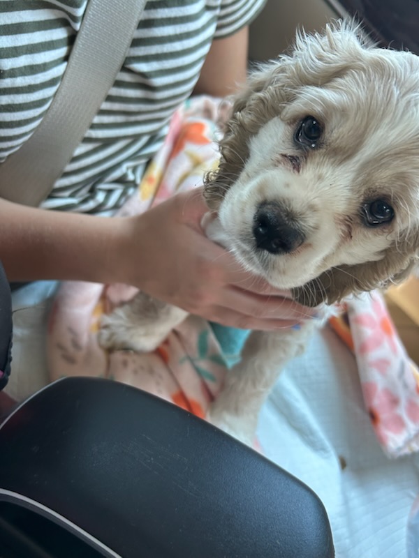Buff Cocker Spaniel puppy being held
