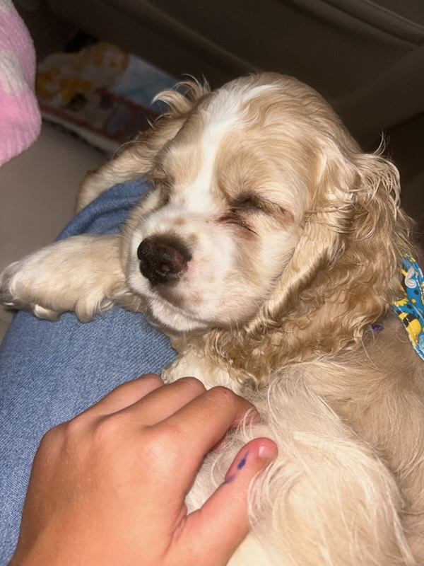 Buff Cocker Spaniel puppy sleeping