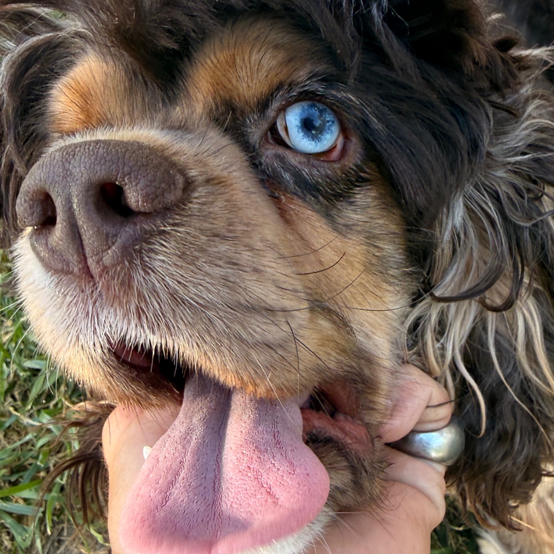 Sir Jasper — chocolate merle Cocker Spaniel with brilliant blue eye